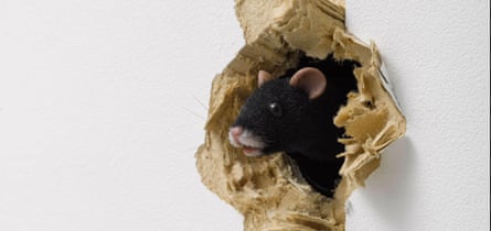 An animatronic house peeks through a hole in plasterboard
