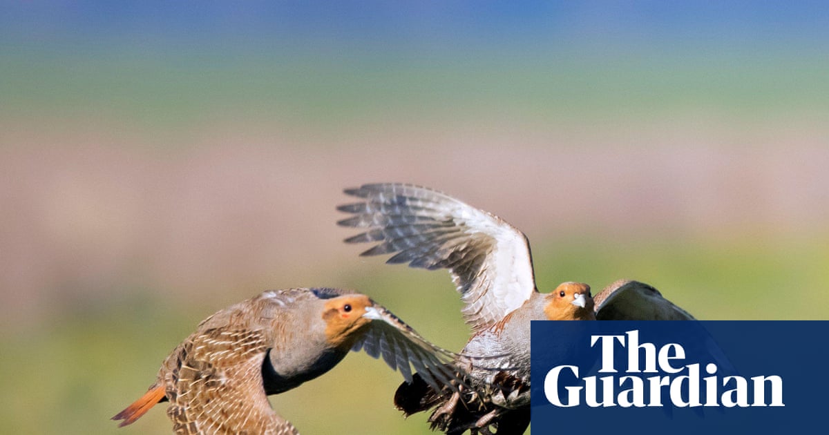 Country diary: The biggest burst of partridges I’ve seen on the farm. We must be doing something right | Colin Chappell