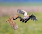 Agricultural Resilience Yields Record Partridge Numbers in Lincolnshire