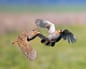 Two grey partridges in flight.