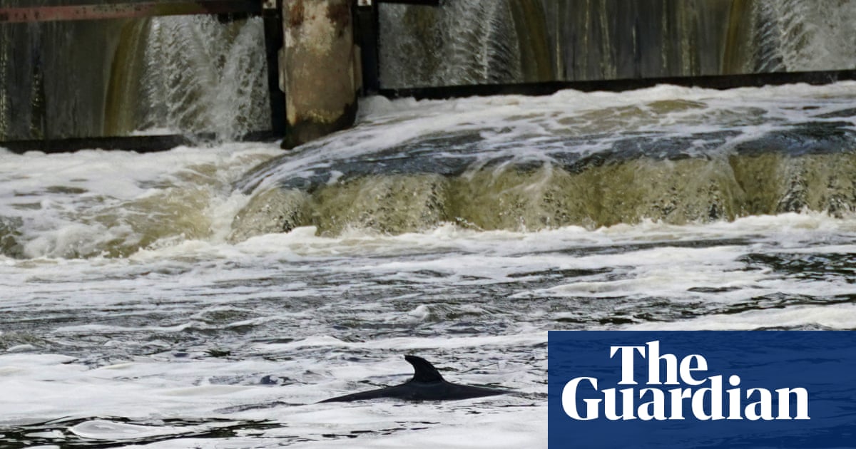 Minke whale spotted again in Thames after being freed from lock
