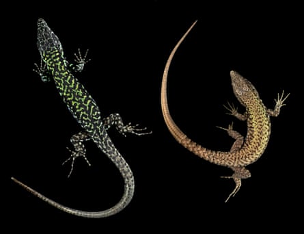 Two lizards from above on a black background with green and black colouring. The left one is darker and larger