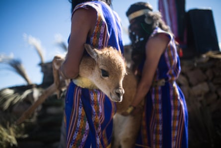 Men dressed as Inca servants carry a vicuñna to be sheared during a national ‘chaccu’ or annual roundup of vicunas in Peru.
