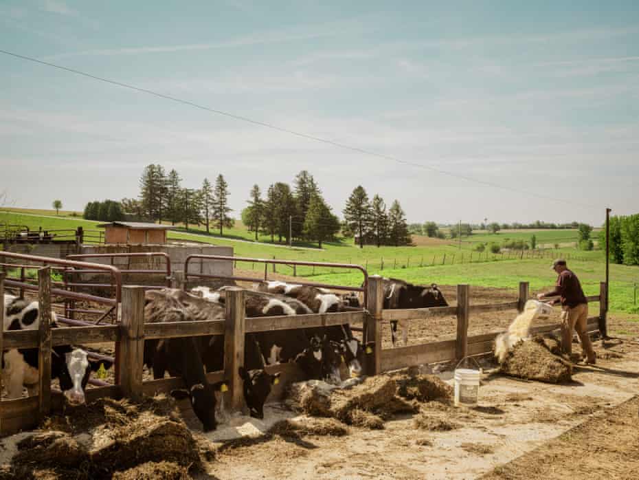 Ron Wallenhorst stands outside a pen distributing hay and feed to the cattle waiting at the wood slats.