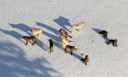 The Junction Butte wolf pack in Yellowstone National Park, Wyoming.