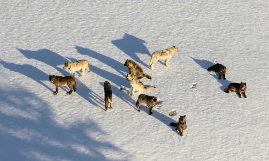 ‘An abomination’: the story of the massacre that killed 216 wolves The Junction Butte wolf pack in Yellowstone National Park, Wyoming. Photograph: AP