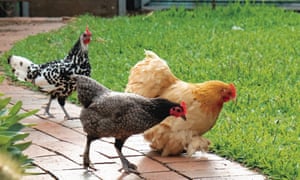 Chickens in the backyard of Megg and Jessamy Miller, the mother-daughter editor and assistant editor team behind Australasian Poultry Magazine.