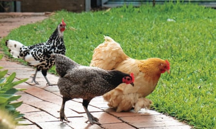Chickens in the backyard of Megg and Jessamy Miller, the mother-daughter editor and assistant editor team behind Australasian Poultry Magazine.