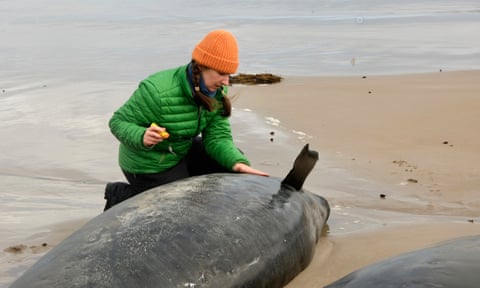 A woman inspects a whale after more than 150 became stranded
