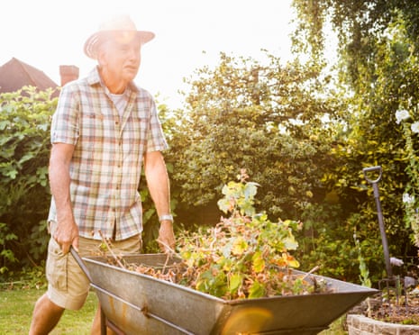 A man wearing a shirt and shorts pushes a wheelbarrow full of garden waste.