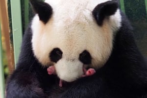 Huan Huan, um panda gigante, embala os filhotes gêmeos que ela acabou de dar à luz no zoológico de Beauval em Saint-Aignan-sur-Cher, França.