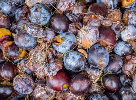 decaying plums