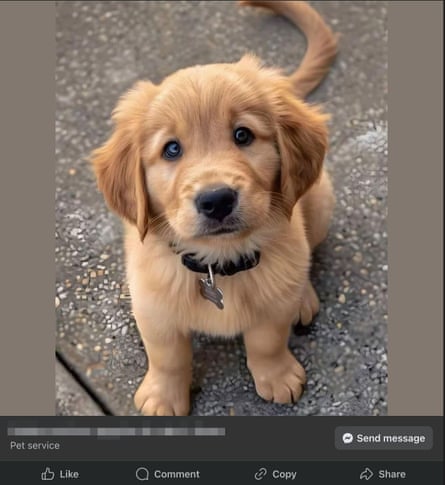 The scam pic of an adorable doe-eyed puppy