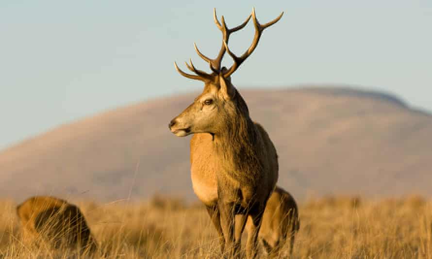 A stag in Galloway, Scotland.