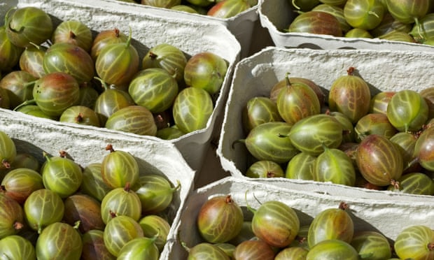 Freshly picked gooseberries