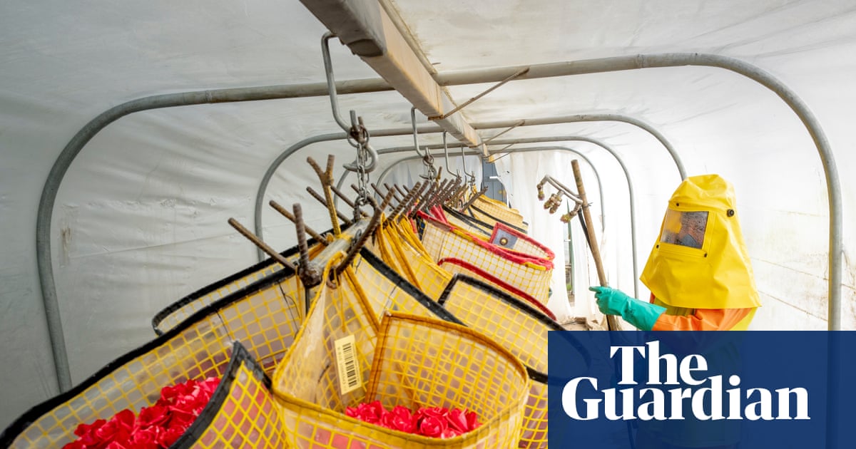The true cost of Ecuador’s perfect roses: how the global flower trade poisons workers