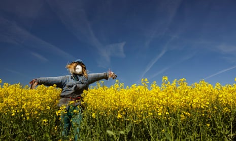 Scarecrow in a field of oilseed rape crop.