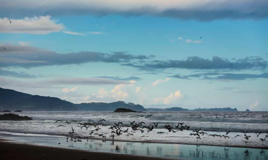 Whangārei Heads yakınlarındaki Ocean Beach'te martılar uçuyor