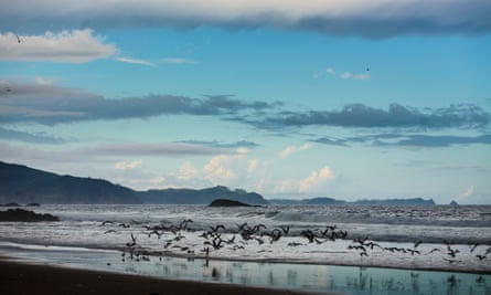 Gulls fly at Ocean Beach, near the Whangārei Heads