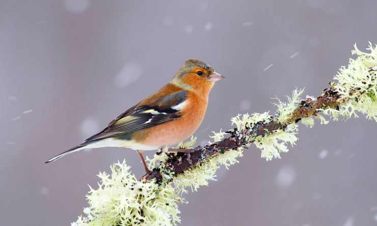 Why birdsong matters more than you think Why birdsong matters more than you think