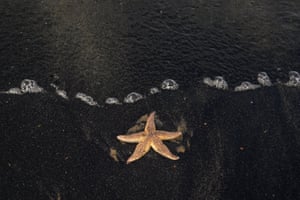 Uma estrela-do-mar jaz na areia e é uma das centenas que foram levadas para a praia por carvão marinho em Saltburn-by-the-Sea, no Reino Unido.  O carvão do mar é encontrado nas praias devido em parte à erosão dos riachos subaquáticos, mas também como resultado histórico do despejo de resíduos das minas de carvão