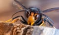 Closeup of head of an Asian hornet