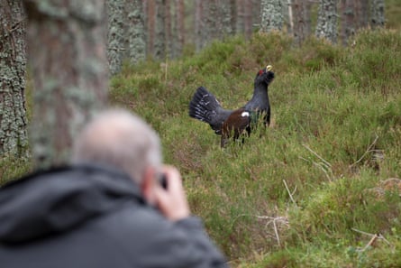 An older man photographs a male capercaillie