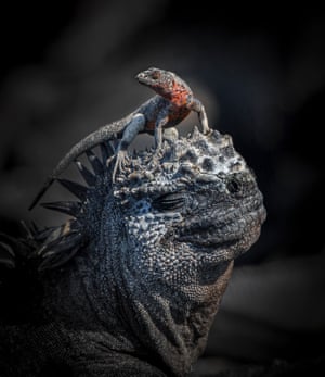 A lava lizard standing on a marine iguana – Galapagos Islands: winner of behaviour – amphibians and reptiles category
