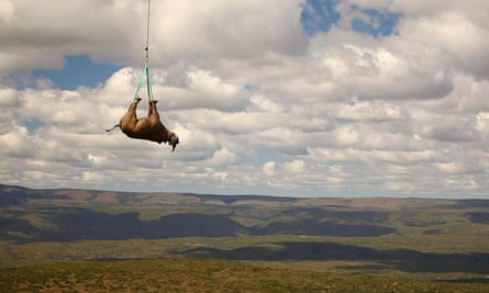 South Africa plans to translocate rhinos to Australia due to pressures of poaching.