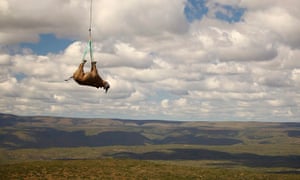 South Africa plans to translocate rhinos to Australia due to pressures of poaching.