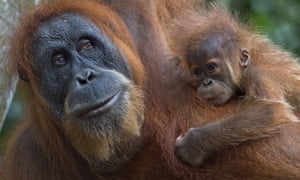 An orangutan with a baby clings on tree branches in the forest of Bukit Lawang, Indonesia