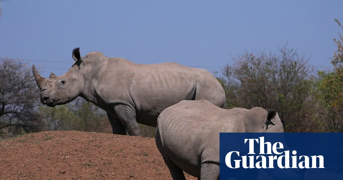 South African men sentenced in ‘world’s largest’ rhino horn trafficking case