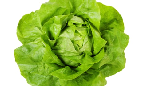 A healthy-looking lettuce.