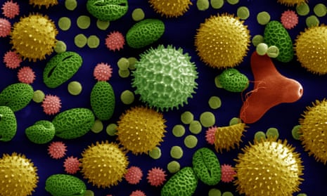 A mixture of pollen viewed under a scanning electron microscope (and artificially coloured!).