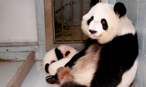 panda giving birth