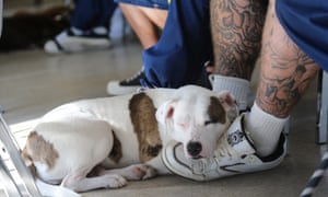 Four-legged friends: a sleeping hound nuzzles up to the feet of its trainer