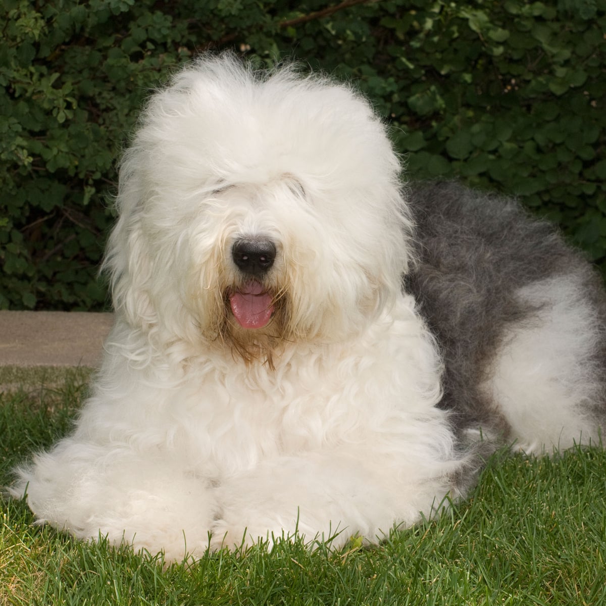 Why It's Time To Stop Buying Pedigree Dogs | Dogs | The Guardian