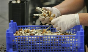 A California lawmaker plans to take on the arduous battle to decriminalize psychedelics in the state.