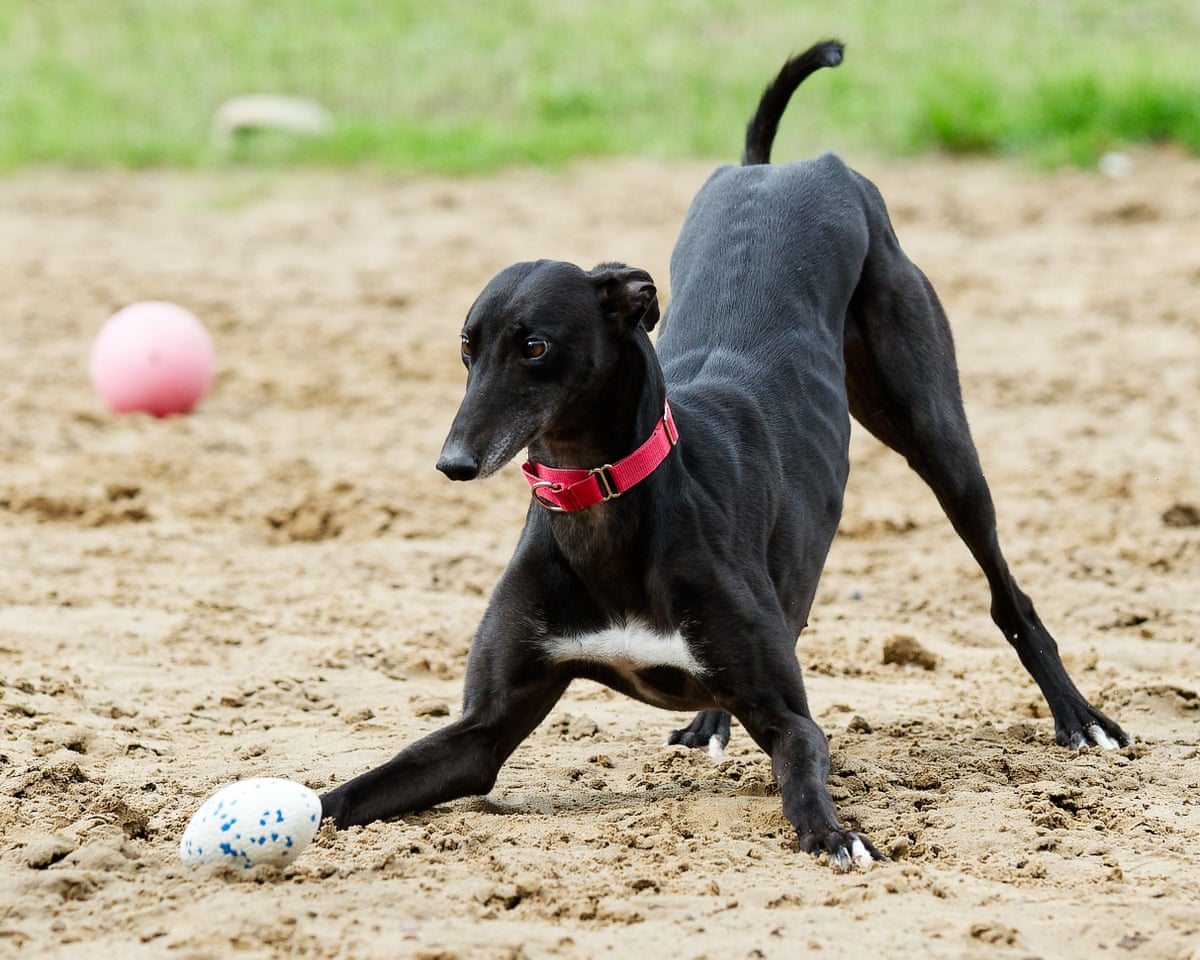 Black greyhound plays with an egg-shaped ball.