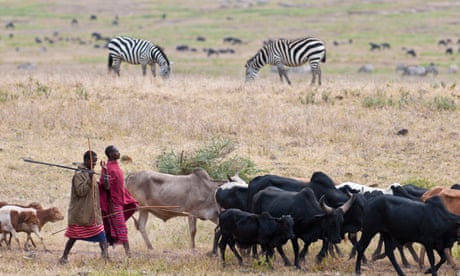 Two Maasai herdsmen with cattle and calves. Two zebras in the background