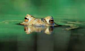 Apocalipsis hedgehog: la lucha para salvar a gran Bretaña favorito de los mamíferos 4 Struggling ... the common toad.