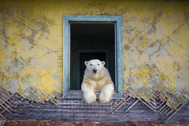 Polar bears living in an abandoned weather station in Kolyuchin