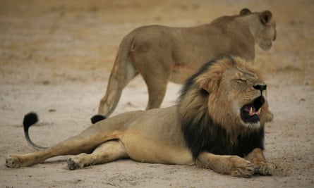 An open-mouthed male lion lies on the ground; a female lion stands behind him