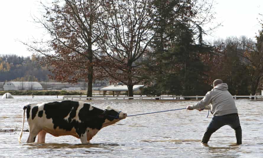 A person tries to rescue stranded cattle from a farm in Abbotsford, British Columbia, on 16 November.