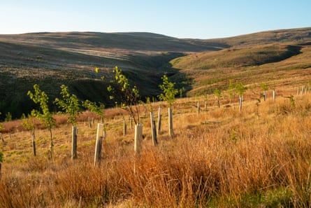 Young trees in scrubland on the side of a hill.