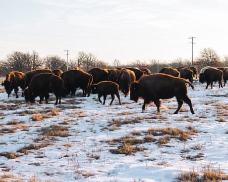 Mining made this US tribal area a toxic wasteland. This Indigenous nation brought it back to life