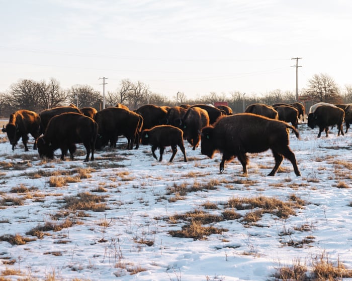 Mining made this US tribal area a toxic wasteland. This Indigenous nation brought it back to life