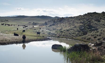 Cows water at a stock pond on Jim Hagenbarth’s ranch near Dillon, Montana.