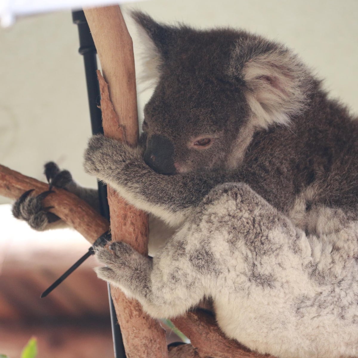 Koala Factcheck Have The Australian Bushfires Put Survival Of The Species At Stake Endangered Species The Guardian Koala Factcheck Have The Australian Bushfires Put Survival Of The Species At Stake Endangered Species The Guardian