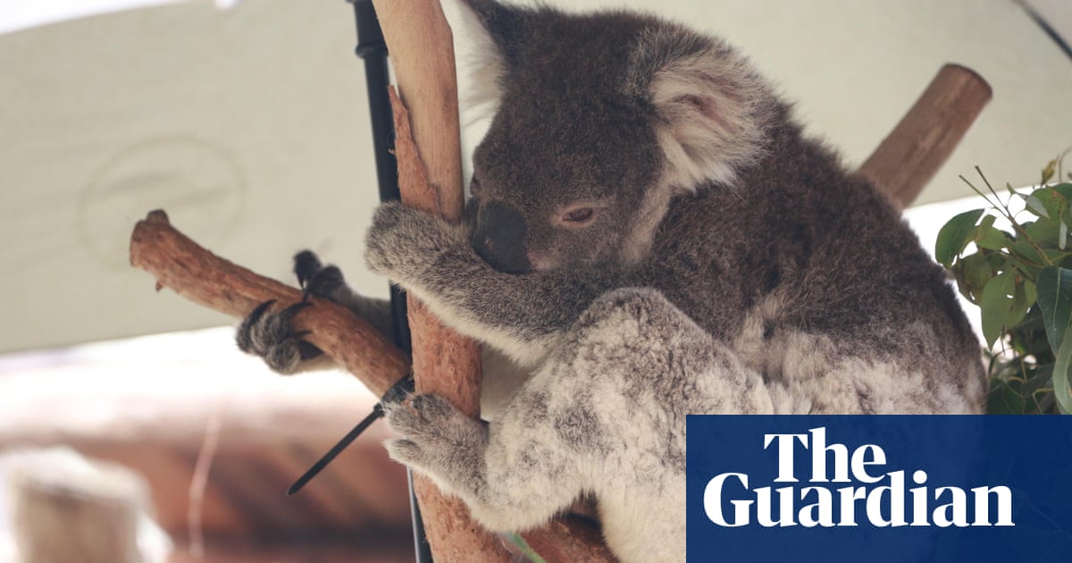 Koala Factcheck Have The Australian Bushfires Put Survival Of The